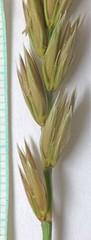 Psathyrostachys juncea