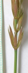 Psathyrostachys juncea