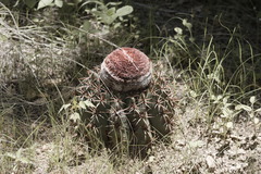 Melocactus zehntneri