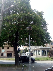 Aesculus hippocastanum