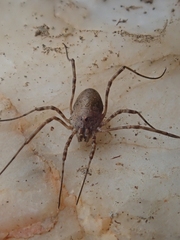 Dasylobus