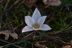 Crocus weldenii