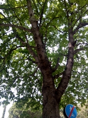 Aesculus hippocastanum