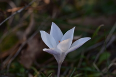 Crocus weldenii
