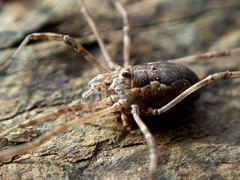 Dasylobus