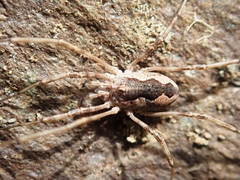 Dasylobus