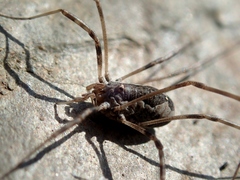 Dasylobus
