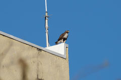 Buteo jamaicensis umbrinus