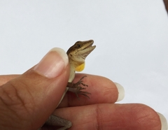 Anolis gaigei