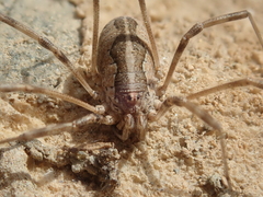 Dasylobus