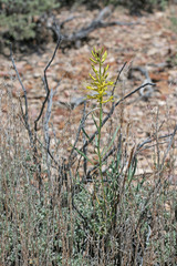 Stanleya pinnata pinnata