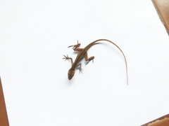 Anolis gaigei
