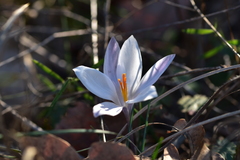 Crocus weldenii
