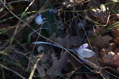 Crocus weldenii
