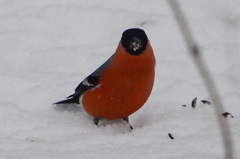 Pyrrhula pyrrhula