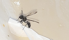 Polybia plebeja