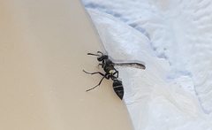 Polybia plebeja