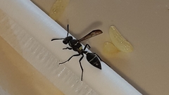 Polybia plebeja