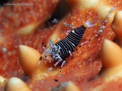 Gnathophyllum americanum