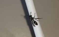 Polybia plebeja