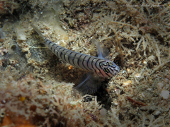 Tigrigobius macrodon