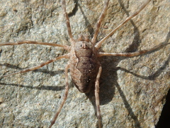 Dasylobus