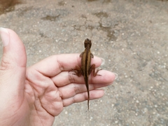 Anolis gaigei
