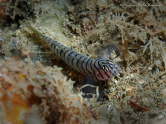 Tigrigobius macrodon