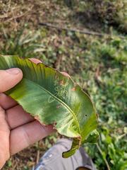 Phytomyza scolopendri