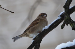 Passer domesticus