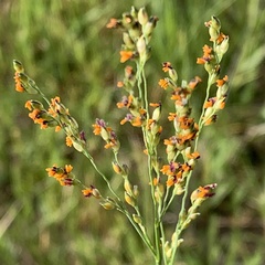 Panicum coloratum coloratum