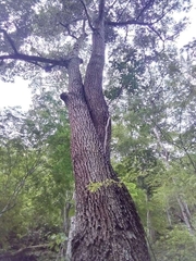 Calophyllum brasiliense