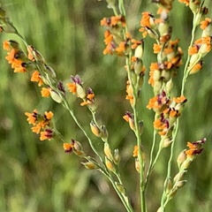 Panicum coloratum coloratum