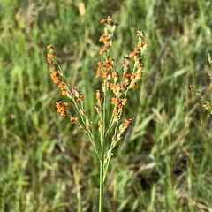 Panicum coloratum coloratum