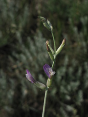 Astragalus pallescens