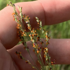 Panicum coloratum coloratum