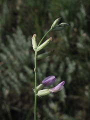 Astragalus pallescens