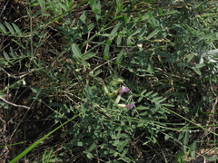 Astragalus pallescens