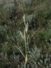 Astragalus pallescens