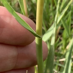 Panicum coloratum coloratum