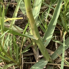 Panicum coloratum coloratum