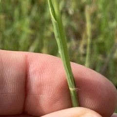 Panicum coloratum coloratum