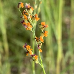 Panicum coloratum coloratum
