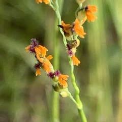 Panicum coloratum coloratum