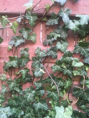 Hedera helix