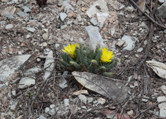 Mammillaria longimamma
