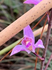 Bletia purpurea image