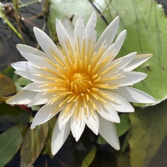 Nymphaea nouchali caerulea