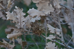 Andricus caputmedusae