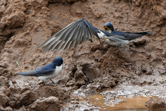 Hirundo dimidiata dimidiata